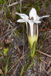 Wiregrass gentian